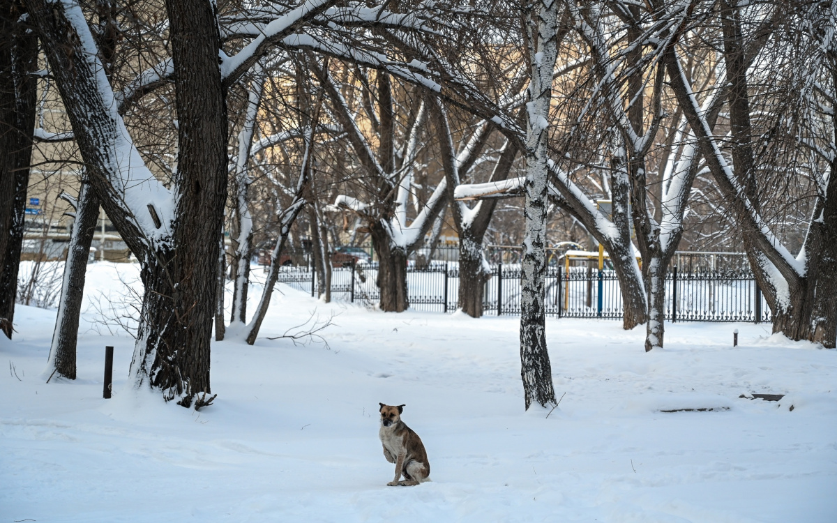 В Челябинске ищут хозяина для собаки, ставшей причиной скандала с «Додо Пиццей»*1