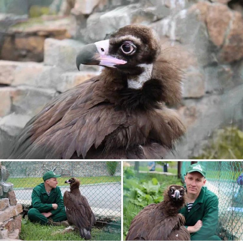 В Челябинский зоопарк перебрался годовалый внучок черного грифа
