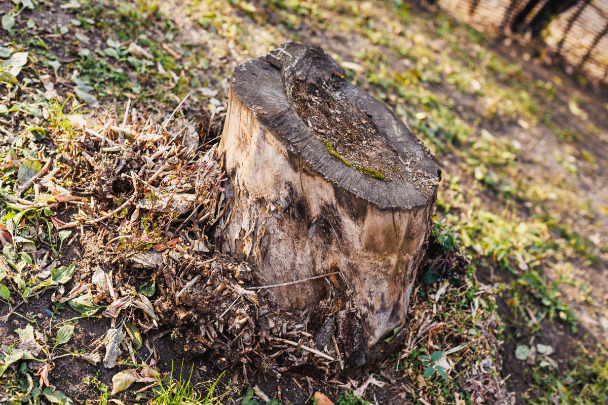 Челябинец срубил дерево у жилого дома и стал фигурантом уголовного дела*