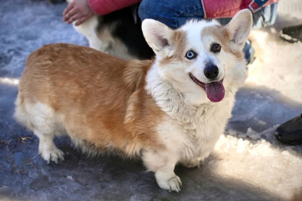 Милота дня: в центре Челябинска собрались корги в смешных костюмах