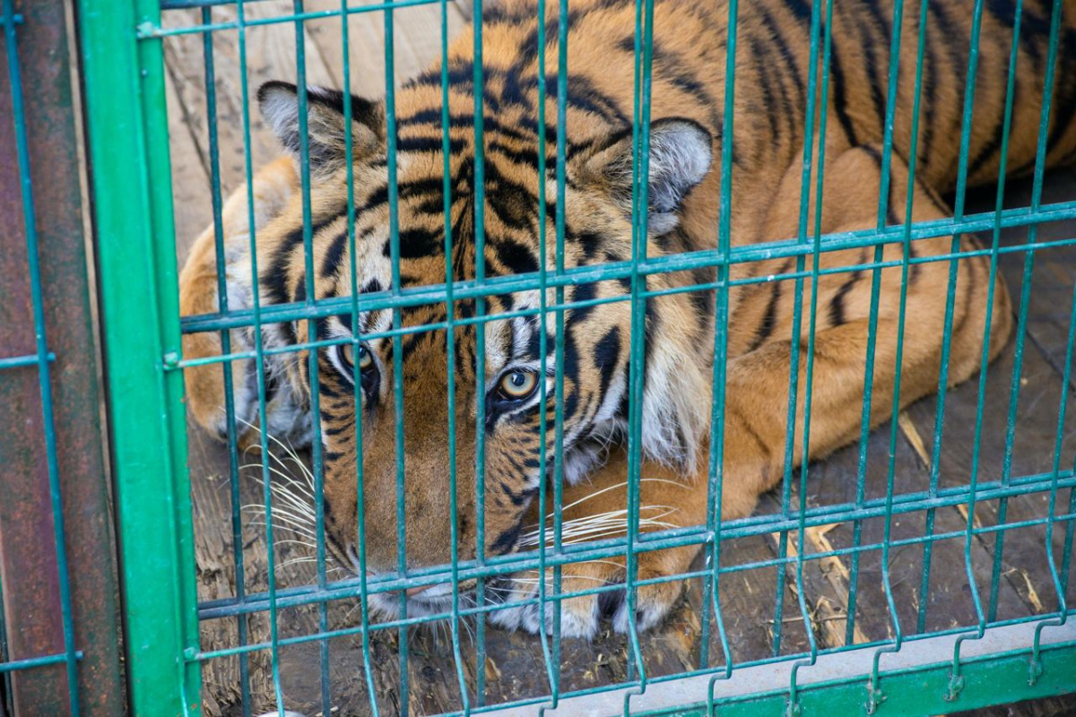 Тигр-старичок Матис из Челябинского зоопарка вернулся к обычной жизни*1