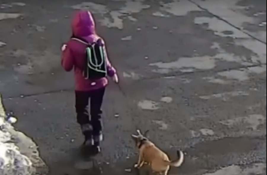 В Челябинске девочку, выбросившую из окна собаку, забрали из семьи