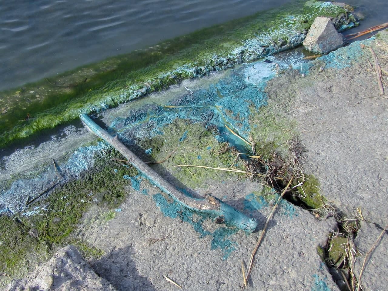 Голубая пена на берегу Смолино могла образоваться от погибших водорослей