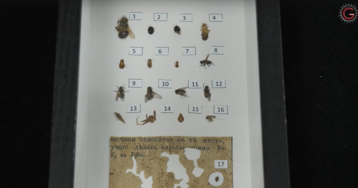 Жучки и скрепки: челябинские реставраторы собрали две уникальные коллекции*