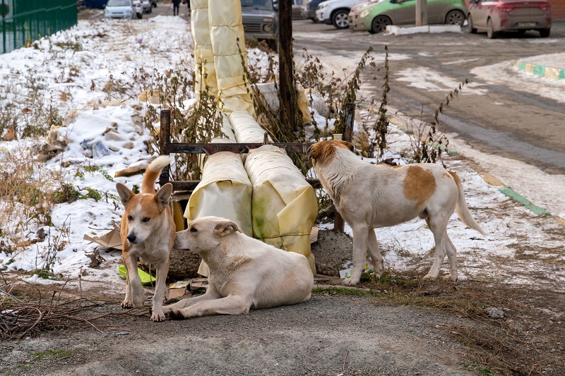 Южноуральский омбудсмен считает, что бездомных собак нельзя выпускать на волю