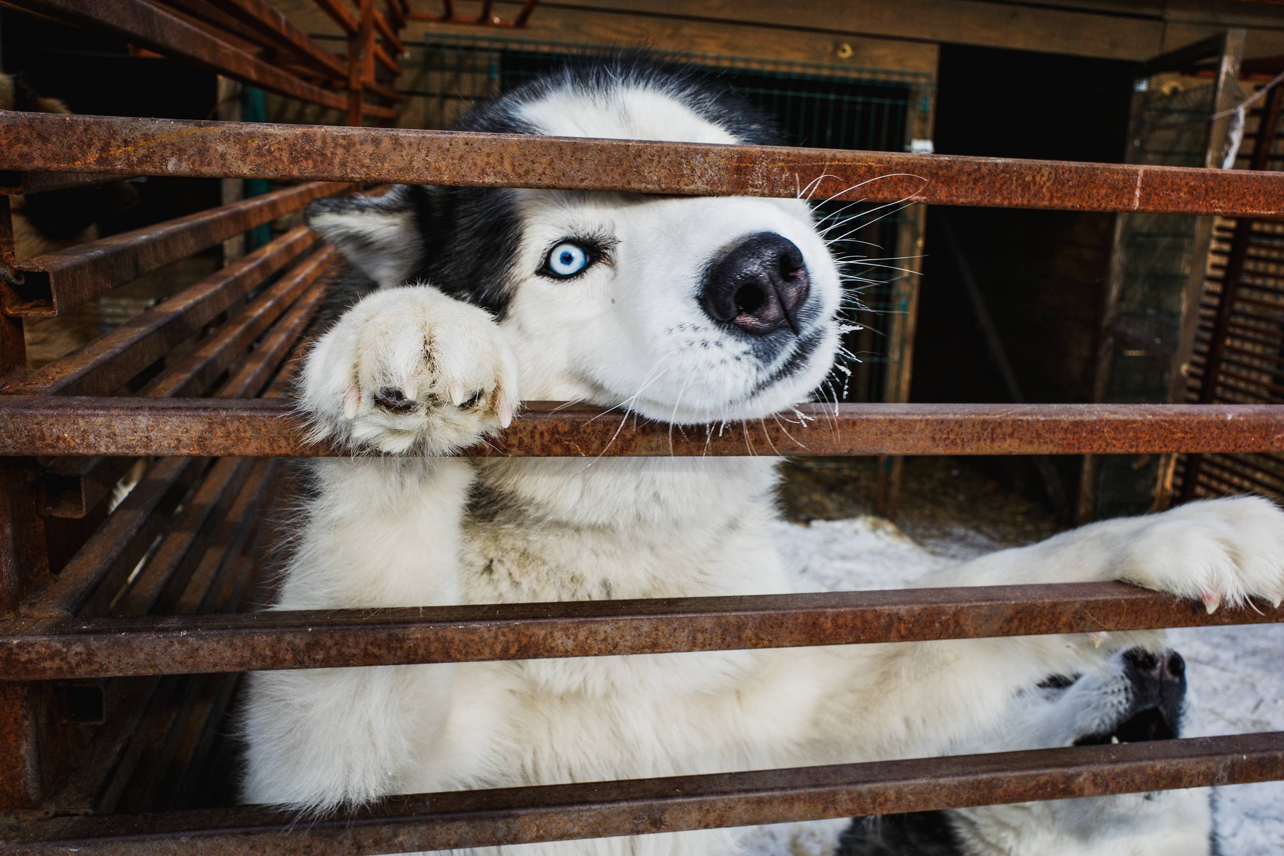 Московский зоопарк или навсегда в приюте: кто заберёт собаку из челябинского «Додо»