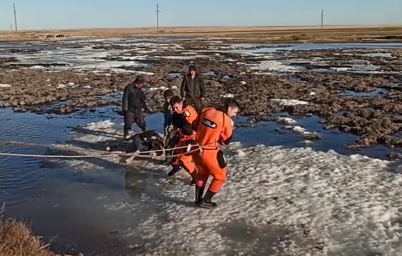 Спасатели вытащили из полыньи тонущего теленка на реке в Челябинской области