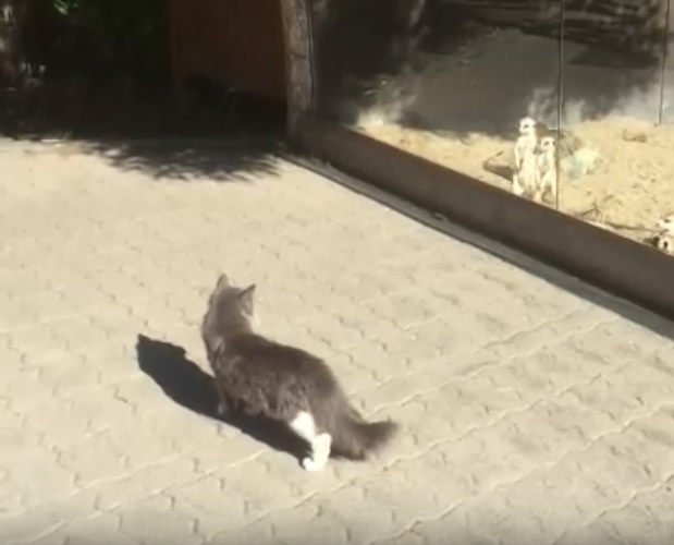 Кот Базилио стал звездой Челябинского зоопарка