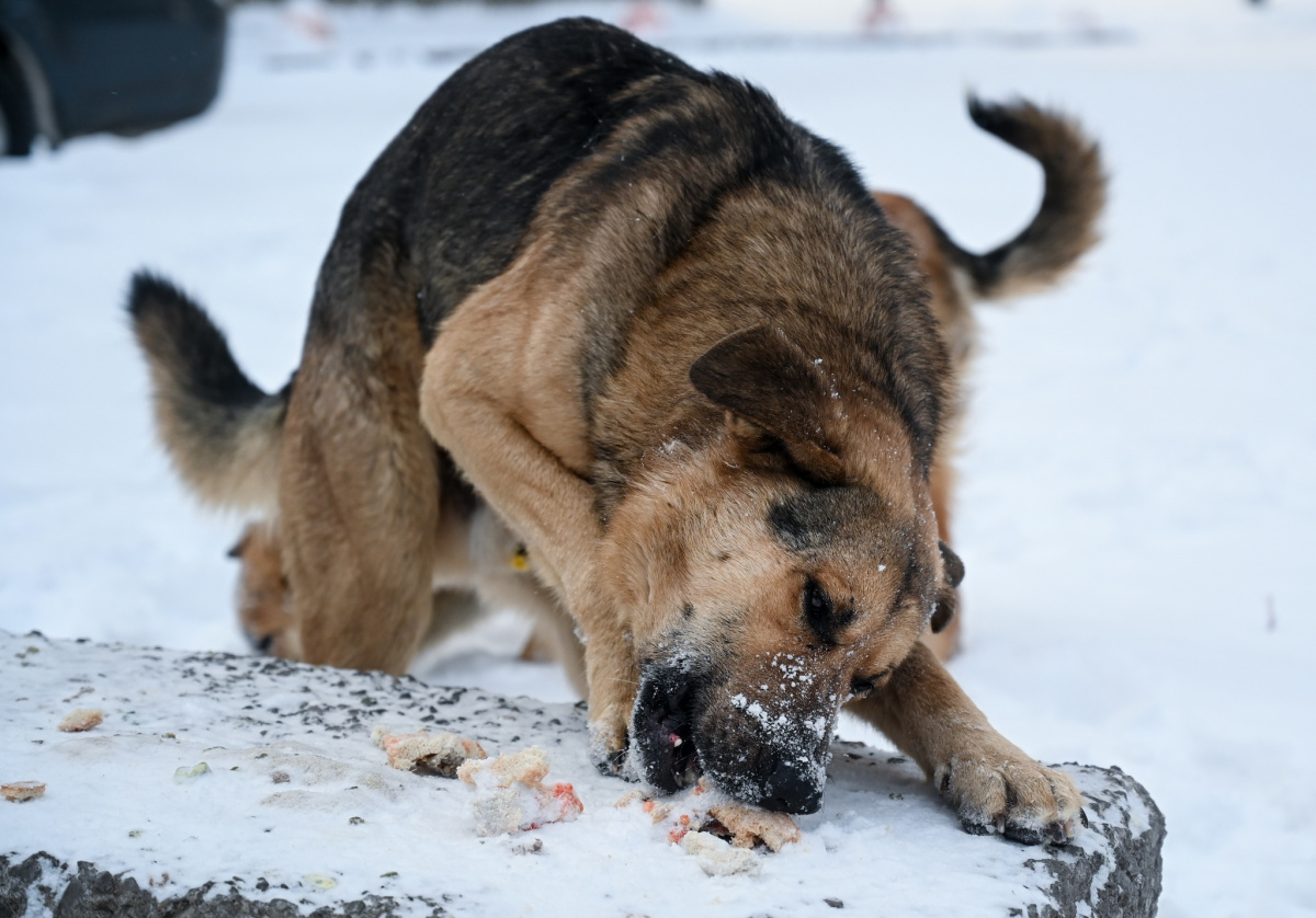 СК возбудил дело из-за нападения бездомного пса на женщину в Челябинске*1