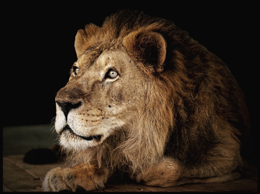 В Челябинском зоопарке скончался лев-долгожитель Ричард