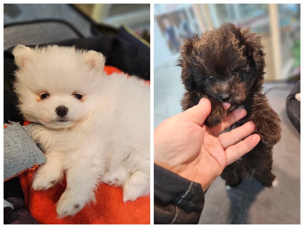 Соцсети помогли полиции вернуть украденных щенков шпица и мальтипу в Озерске*