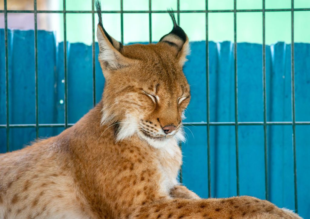 «Застрявшая» в проволоке рысь сбежала от челябинцев при попытке спасти*1