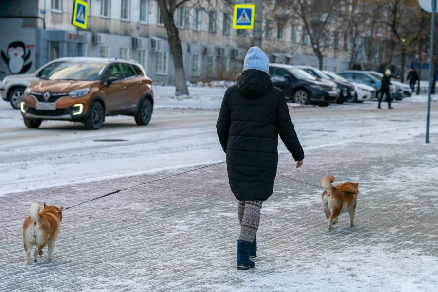 Грумера уволили за издевательства над собакой в Челябинске*1
