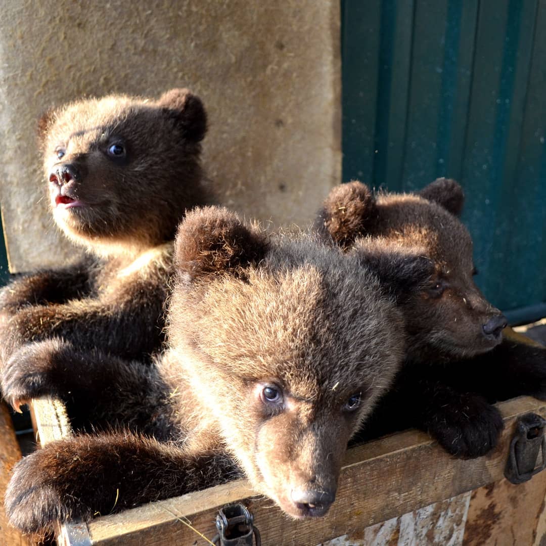 Трех истощенных медвежат привезли в приют в Челябинске