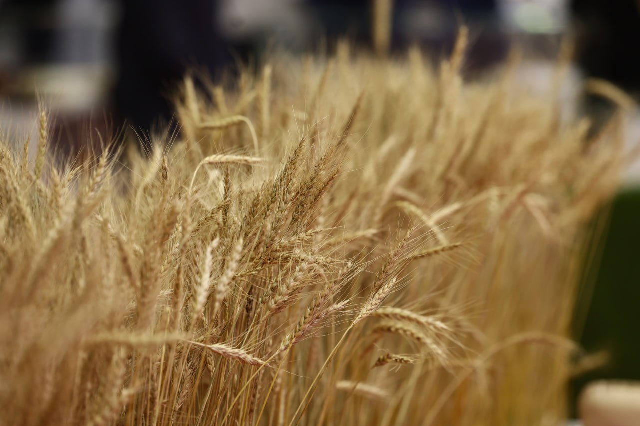 Челябинская область представила масштабные проекты на агровыставке в Екатеринбурге