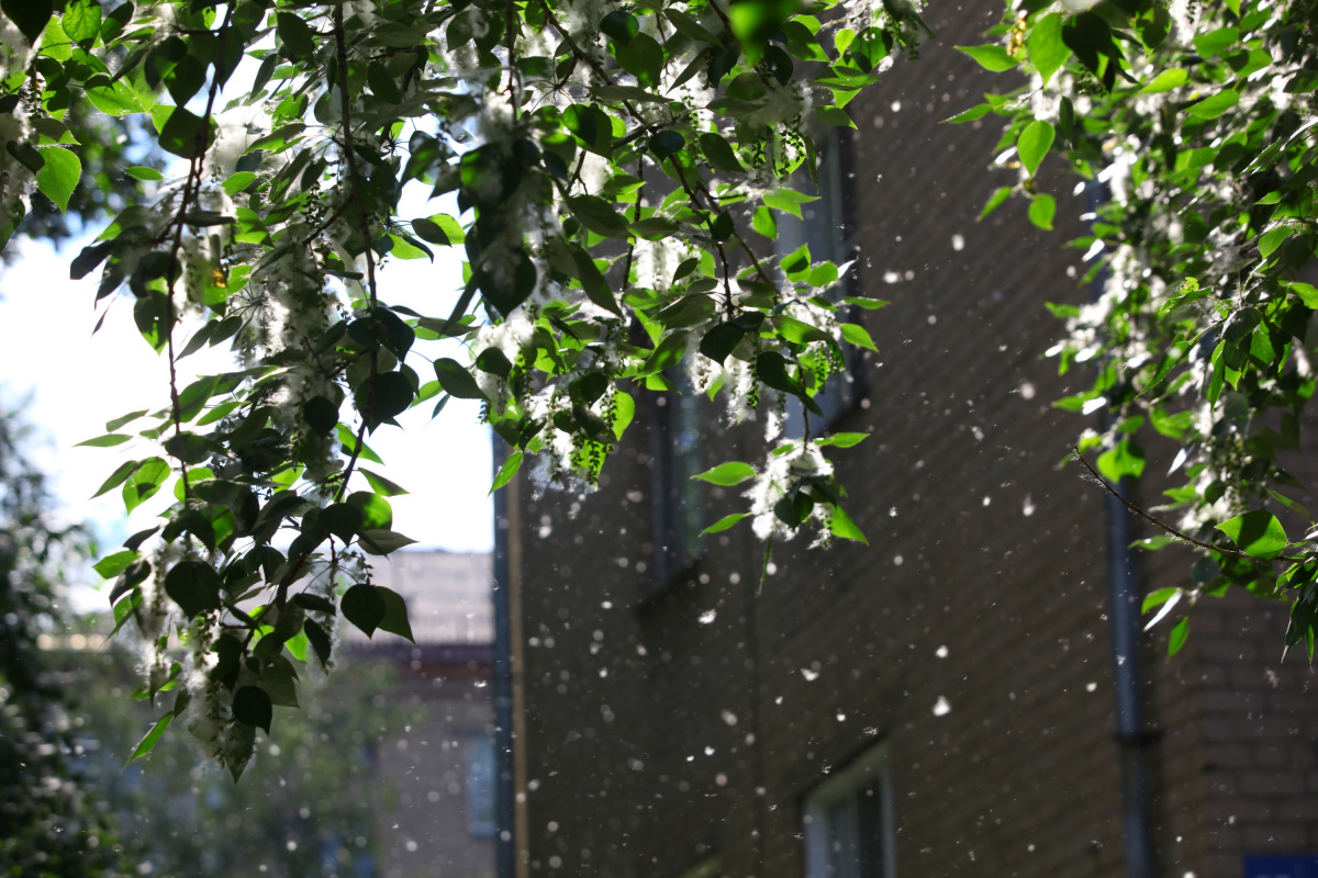 В челябинской мэрии позаботились об аллергиках*