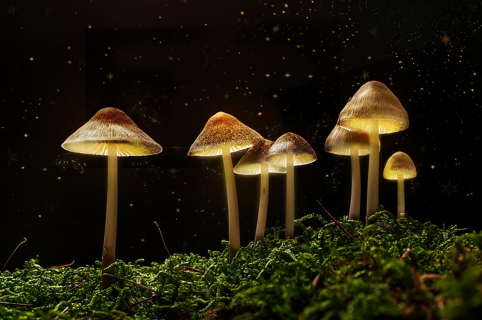 Галлюцинации и эйфория: челябинская семья отравилась грибами