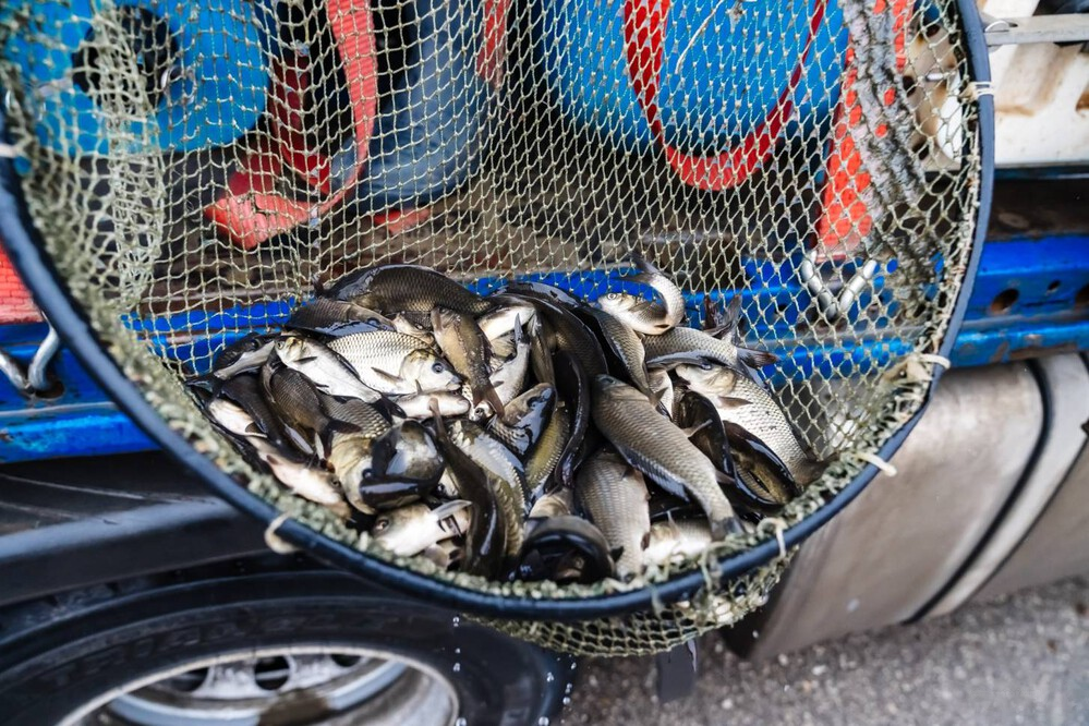 50 тысяч молодых сазанов выпустили в водохранилище Магнитогорска*