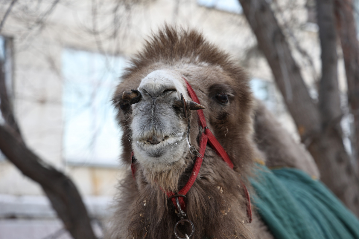 Верблюд из Челябинска переплюнул Шамана в мастер-классе по лизанию*1