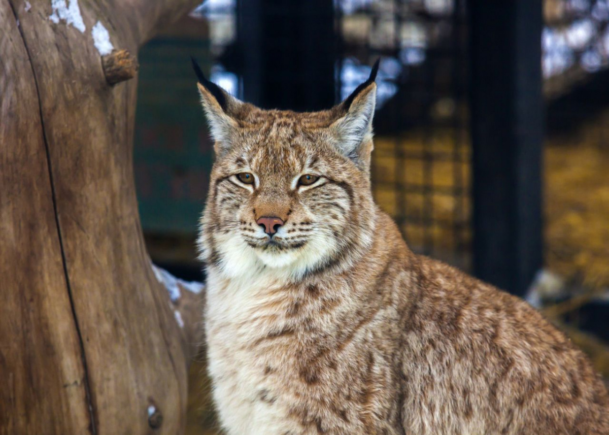 Рысь застряла в колючей проволоке на предприятии в Челябинске*1