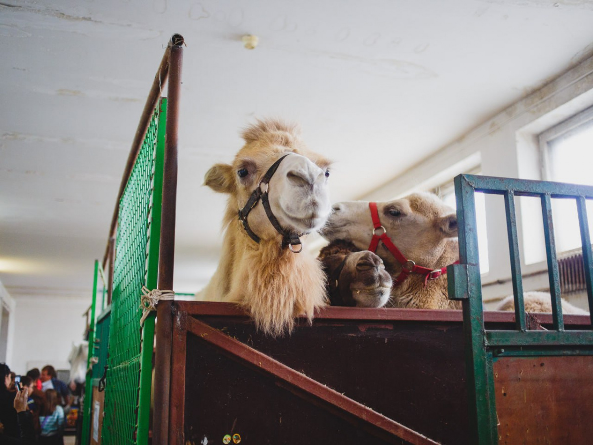 Верблюд из Челябинского зоопарка призвал голосовать за «Культурную столицу»*1