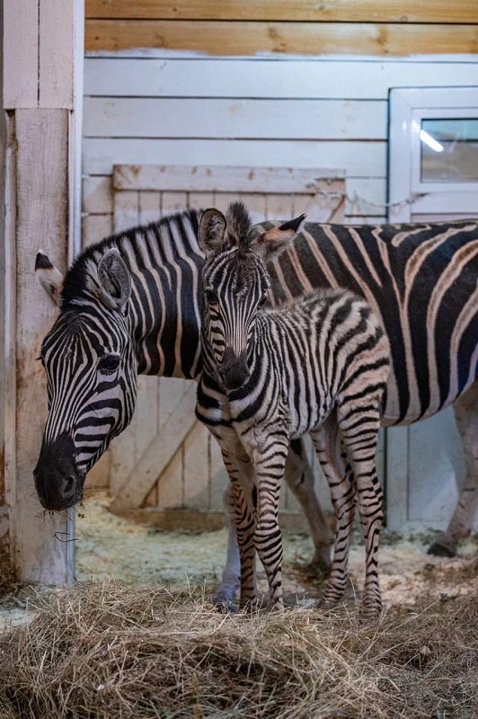 В челябинском зоопарке у пары зебр родился жеребенок