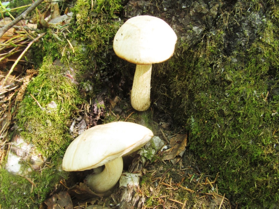 На Таганае раньше времени появились съедобные грибы