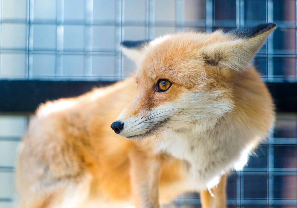 Рыжая плутовка вышла на охоту: лиса напугала жителей челябинского северо-запада*