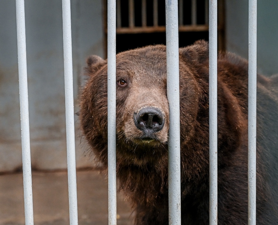 Медведь из Челябинского зоопарка вышел из спячки до прихода весны*1