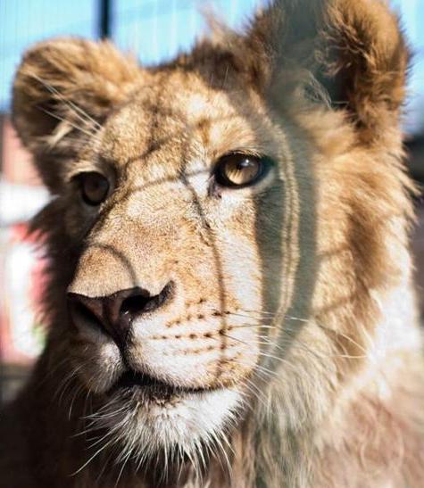 Карен Даллакян продвигает «Закон Симбы» о защите львов