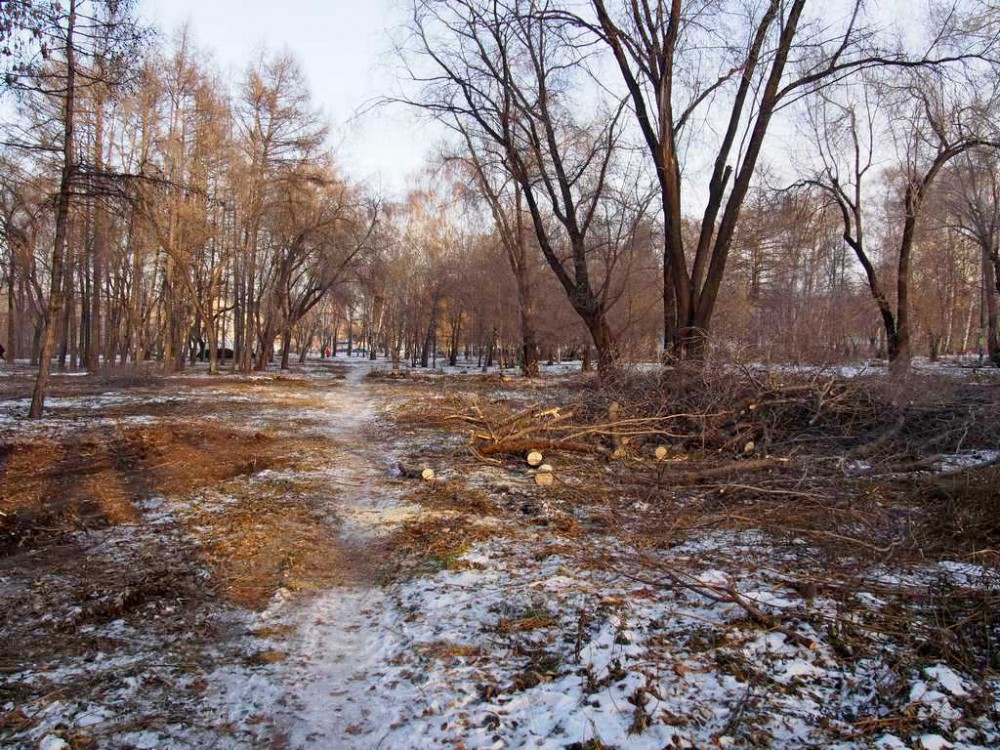 В Челябинске начали рубить деревья в сквере на ЧТЗ