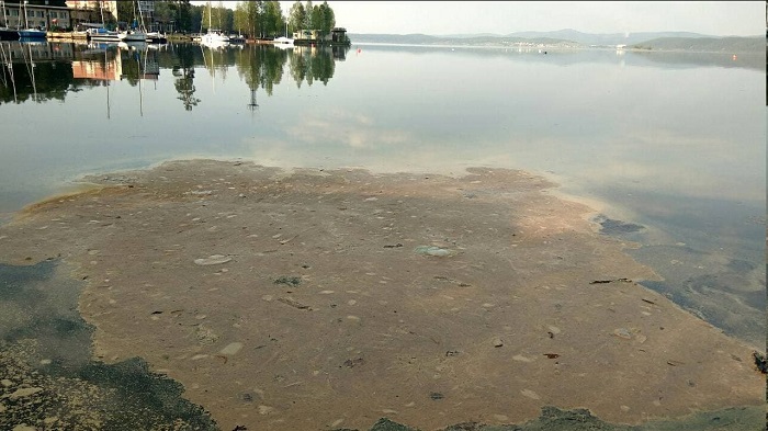 Бурые пятна на южноуральских водоемах объяснили цветением растений