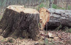 В 2009 году южноуральцы незаконно вырубили лес на 191 млн рублей