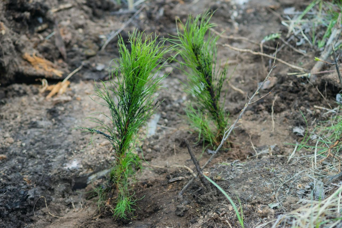 Второй тур «Зеленого зачета» поставил рекорд*1