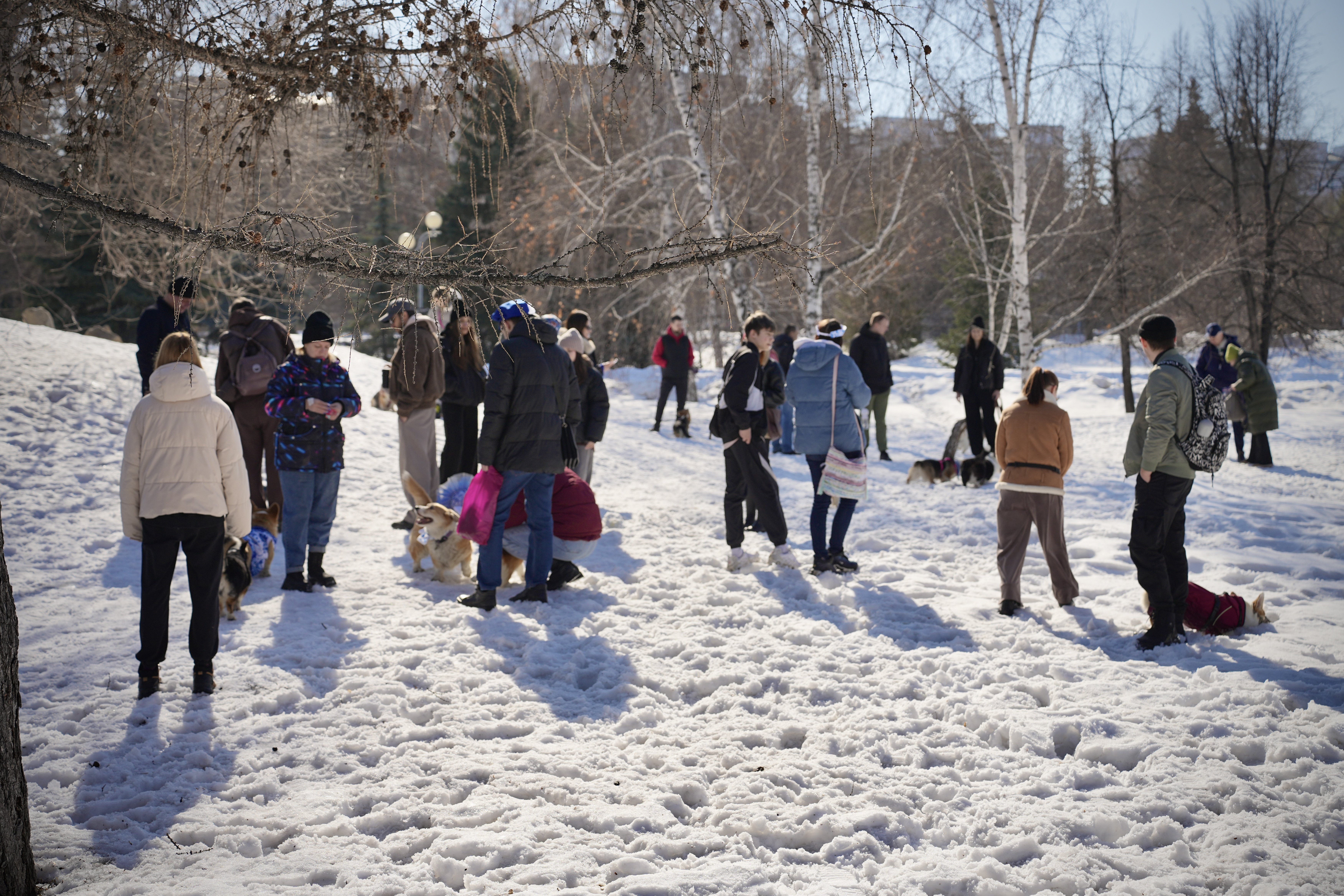 Милота дня: в центре Челябинска собрались корги в смешных костюмах