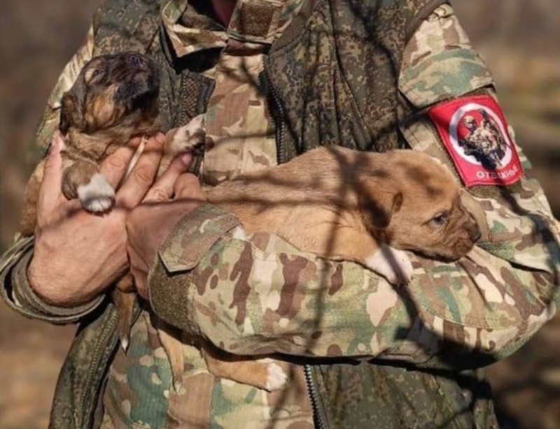 Боец СВО из Челябинской области спас от голодной смерти двух щенков*