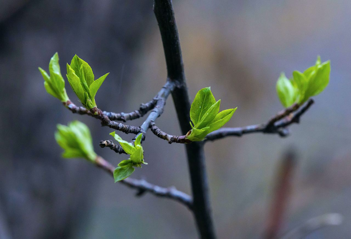 До +22 градусов потеплеет в Челябинске под конец апреля*1