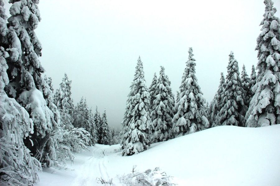 Таганай попал в топ-3 мест с самыми красивыми елями в России*1