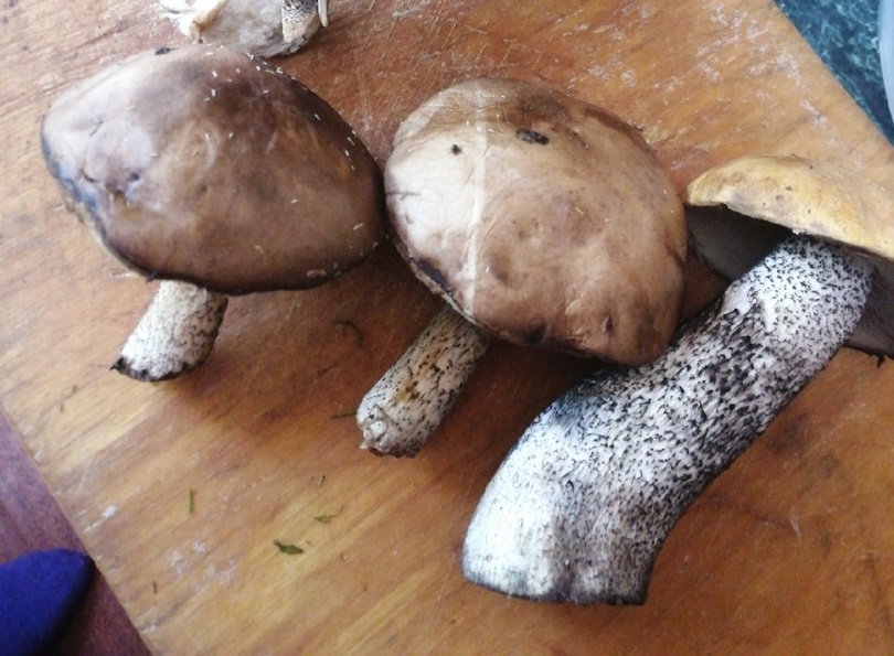 В Челябинской области начался грибной сезон