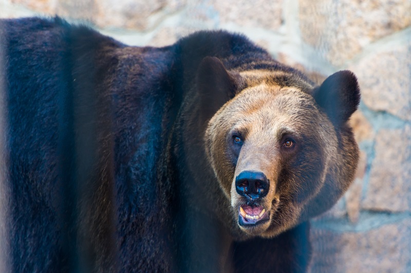 В Челябинске отравление медведей в зоопарке обернулось уголовным делом