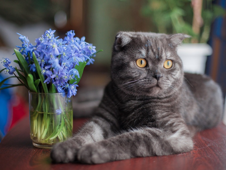 В Челябинске у породистого котенка обнаружили чуму