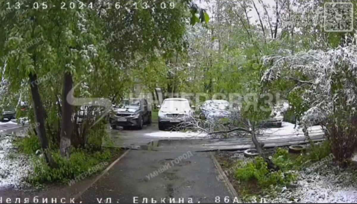 Трухлявое дерево едва не рухнуло на пешехода в центре Челябинска*
