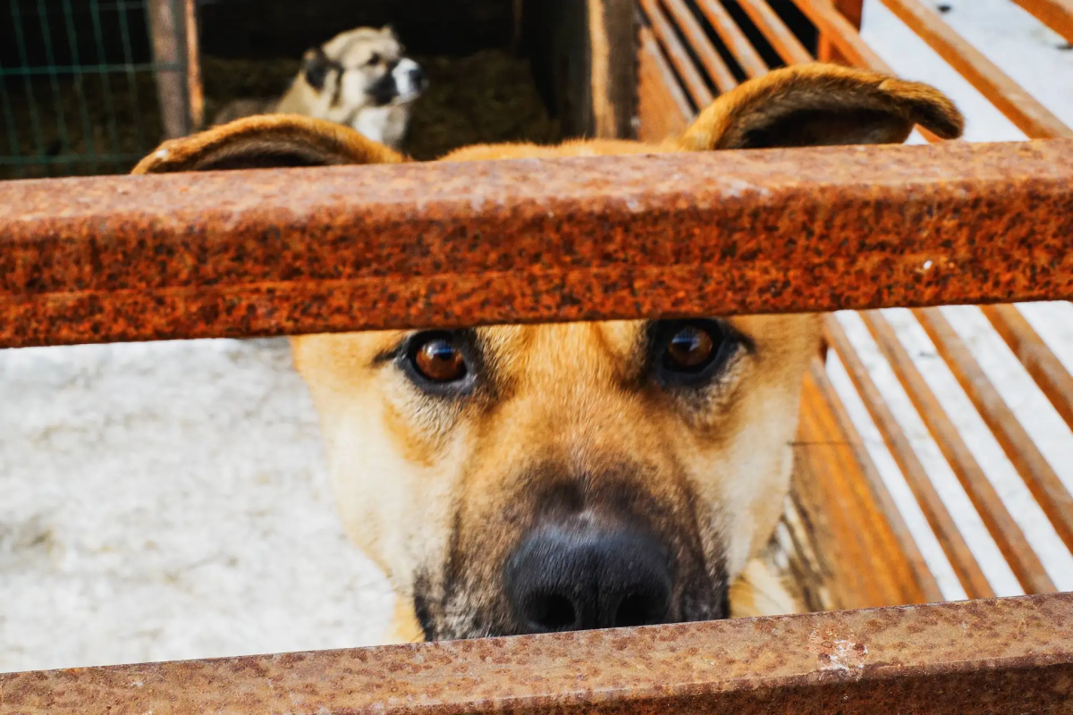 В Аше после укуса бездомной собакой возбудили уголовное дело*