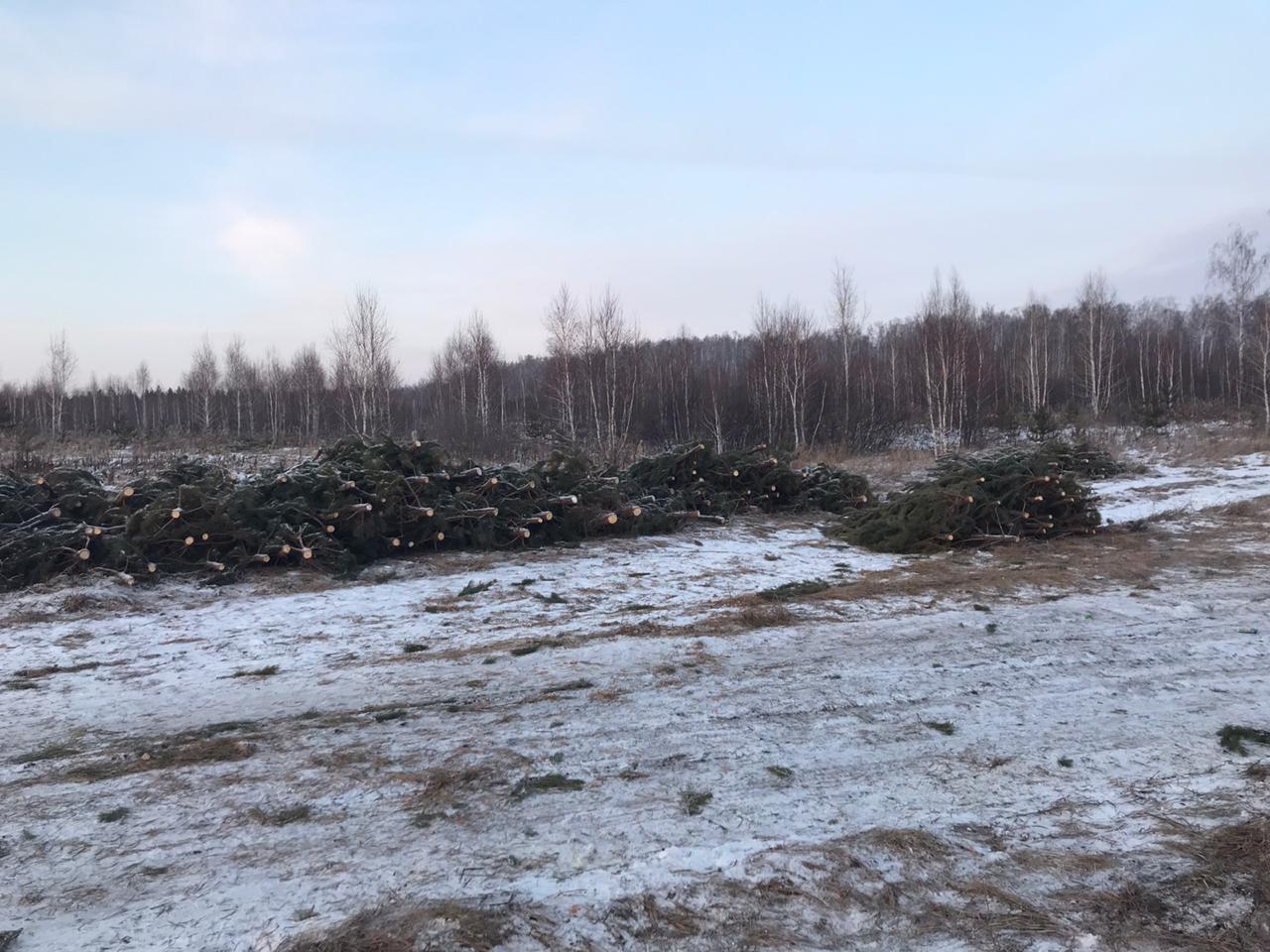 Питомник Новогодних Сосен Питомник Новогодних Сосен