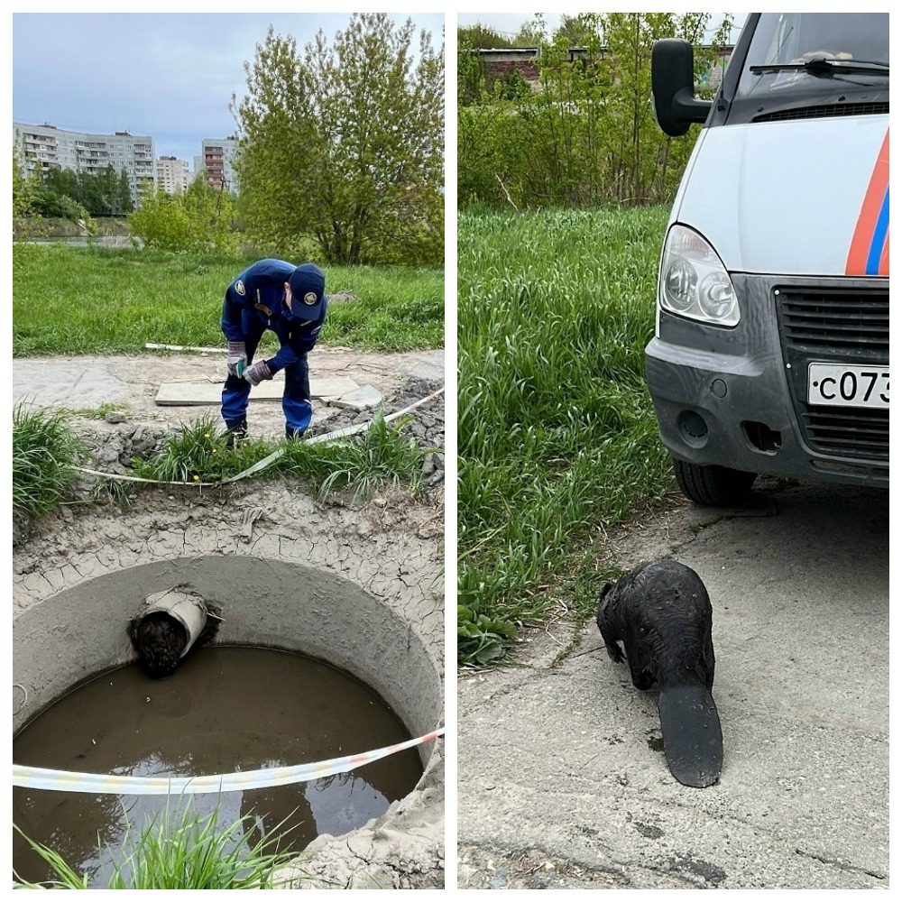 Озёрский бобёр застрял в трубе филейной частью, но всё закончилось хорошо*