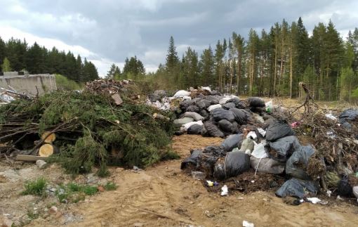 В Златоусте на месте будущей больницы нашли свежеспиленные ели