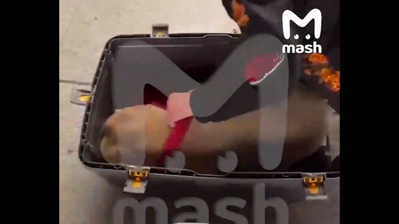 Челябинка лишилась собаки после полета в Москву