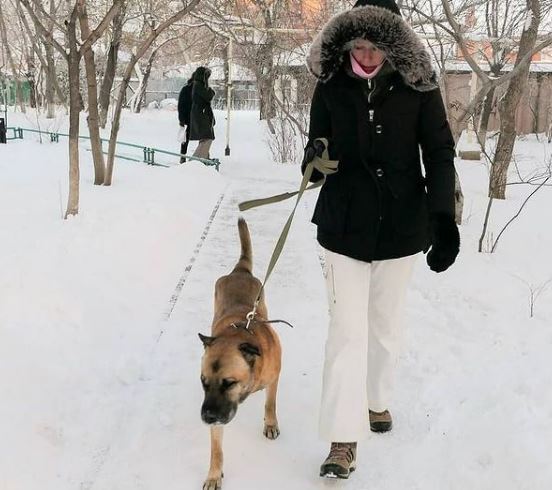 Бывший хозяин брошенного в Челябинске пса Грея хочет забрать собаку обратно