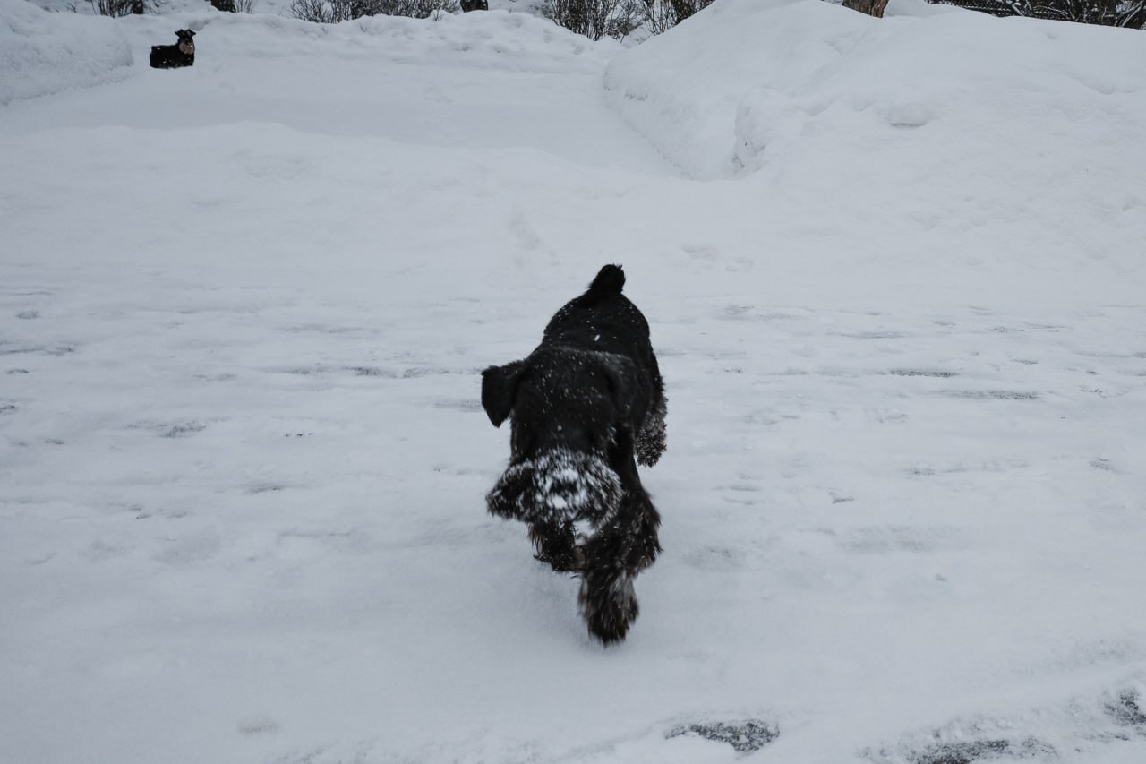 Снежное начало недели: Челябинск превратился в белый мегаполис