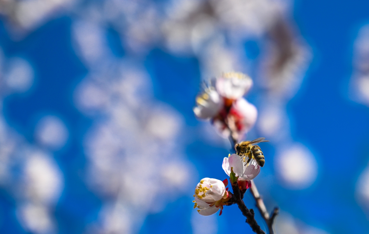 Полосатая экспансия: почему азиатские пчёлы захватывают Южный Урал*